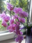 Orchidee